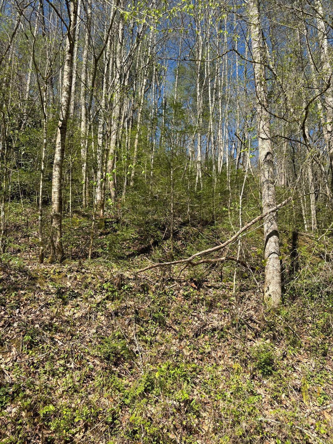 000 Esslinger & Low Gap Gatlinburg TN 37738