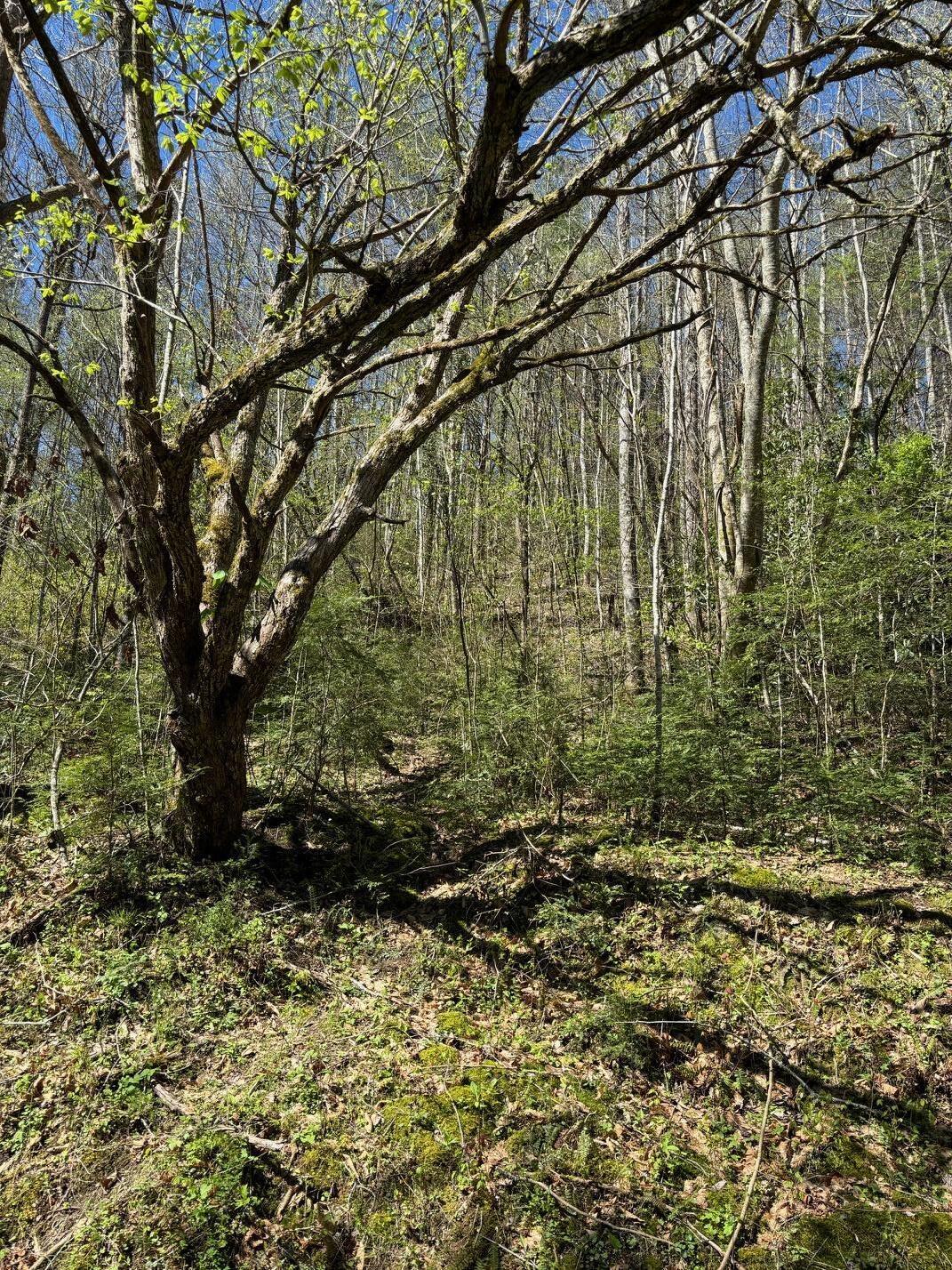 000 Esslinger & Low Gap Gatlinburg TN 37738