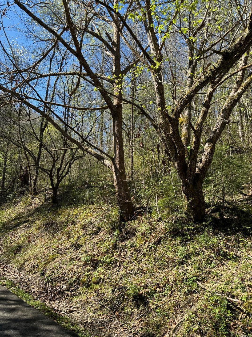 000 Esslinger & Low Gap Gatlinburg TN 37738