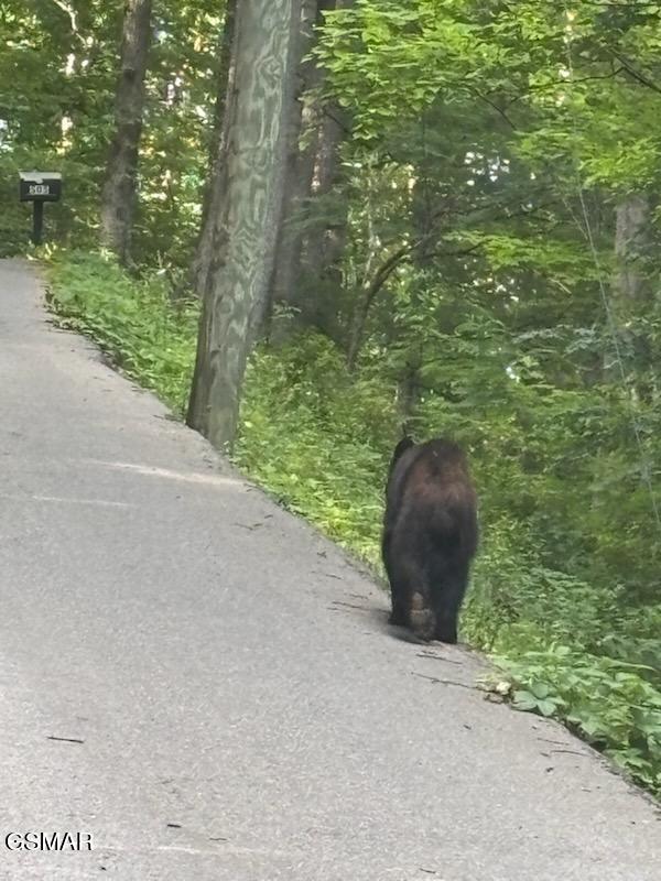 000 Esslinger & Low Gap Gatlinburg TN 37738
