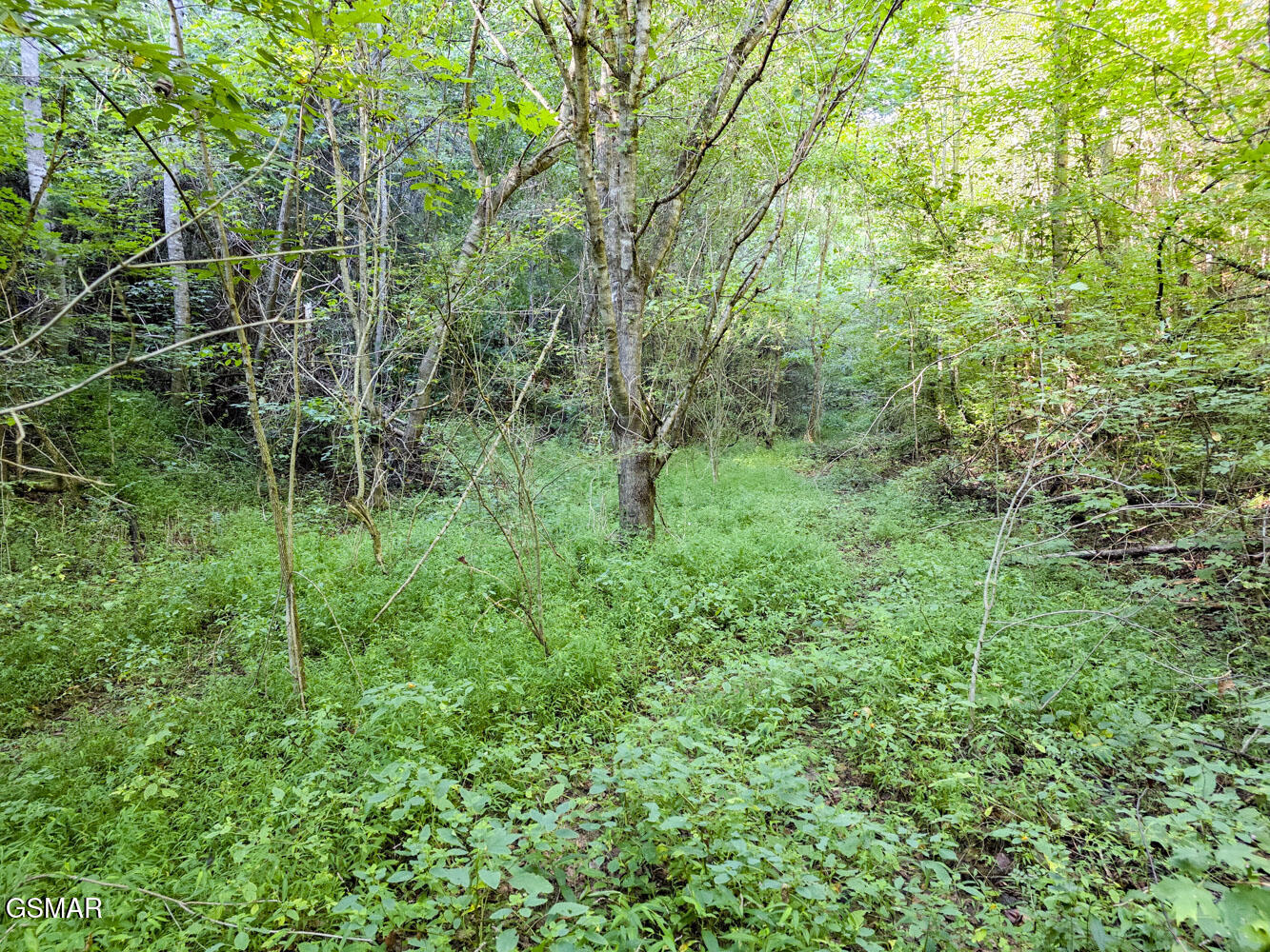 2534 Muddy Hollow Dandridge TN 37725