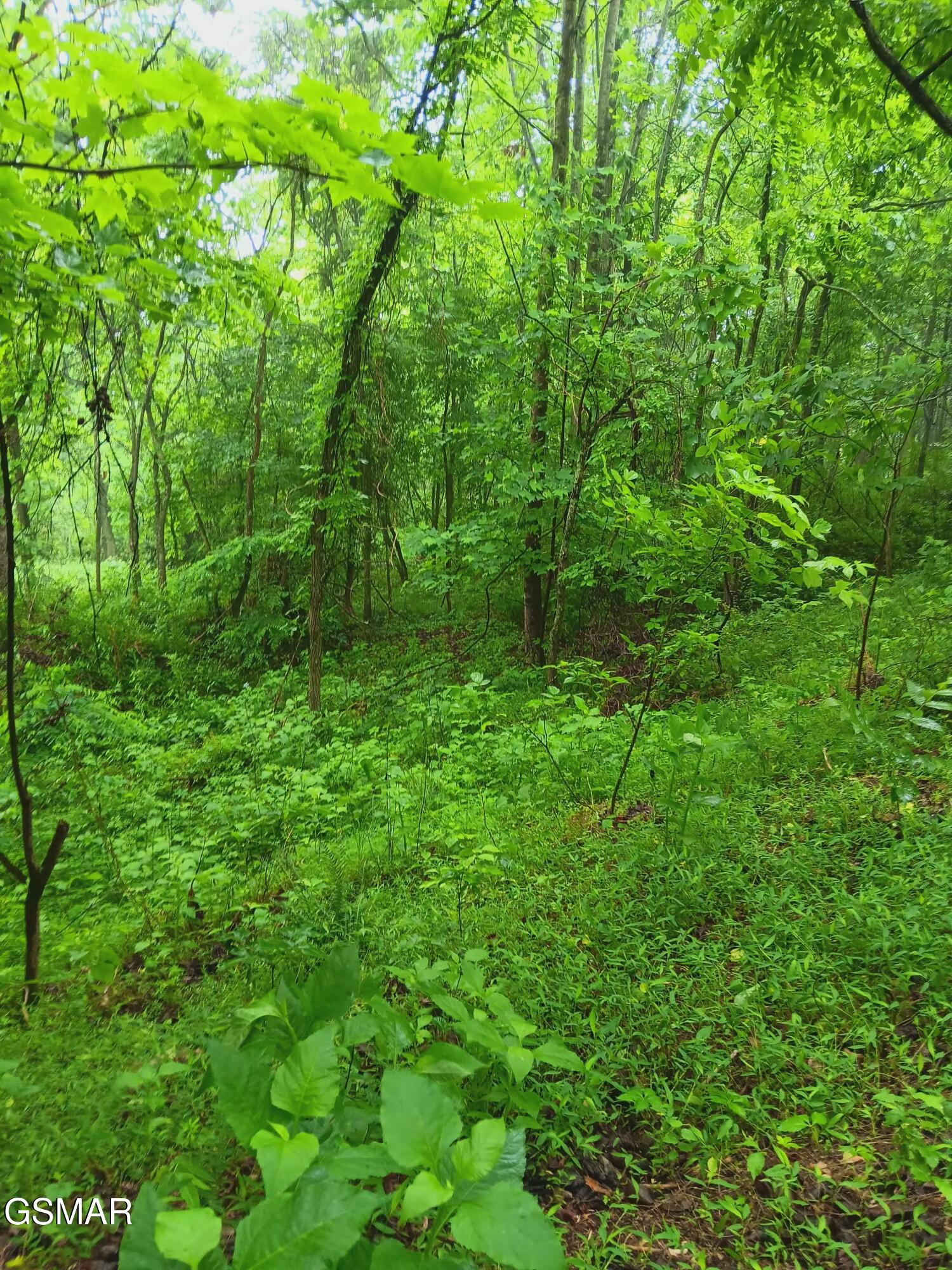 Tbd Highway 31 Mooresburg TN 37811