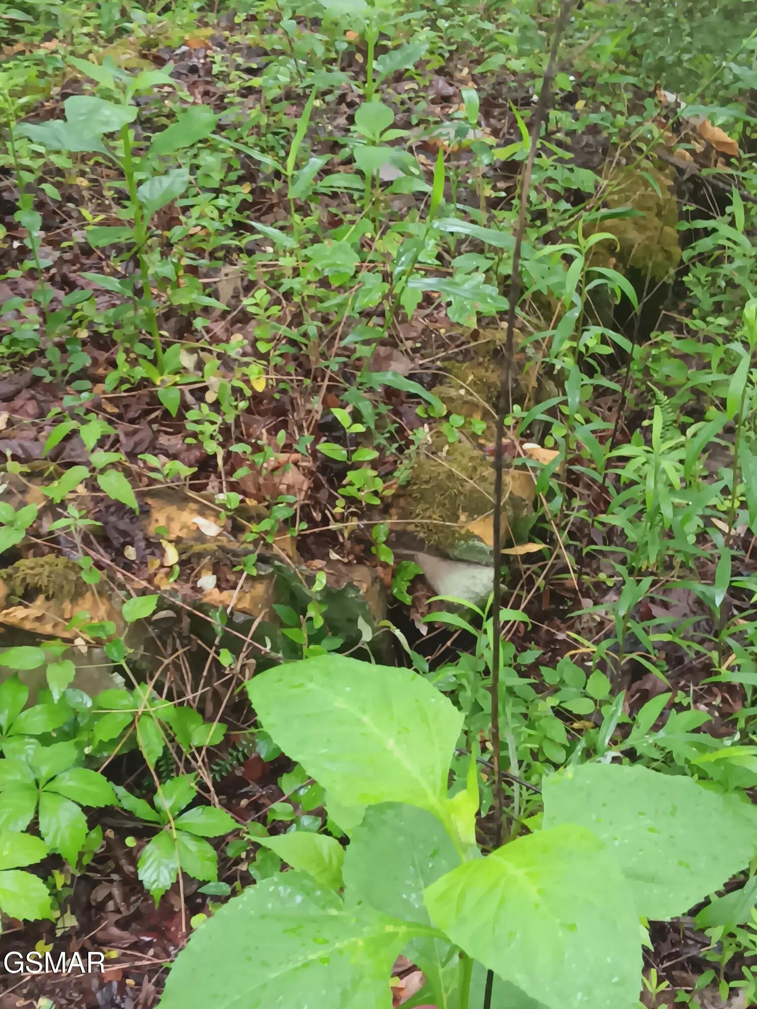 Tbd Highway 31 Mooresburg TN 37811