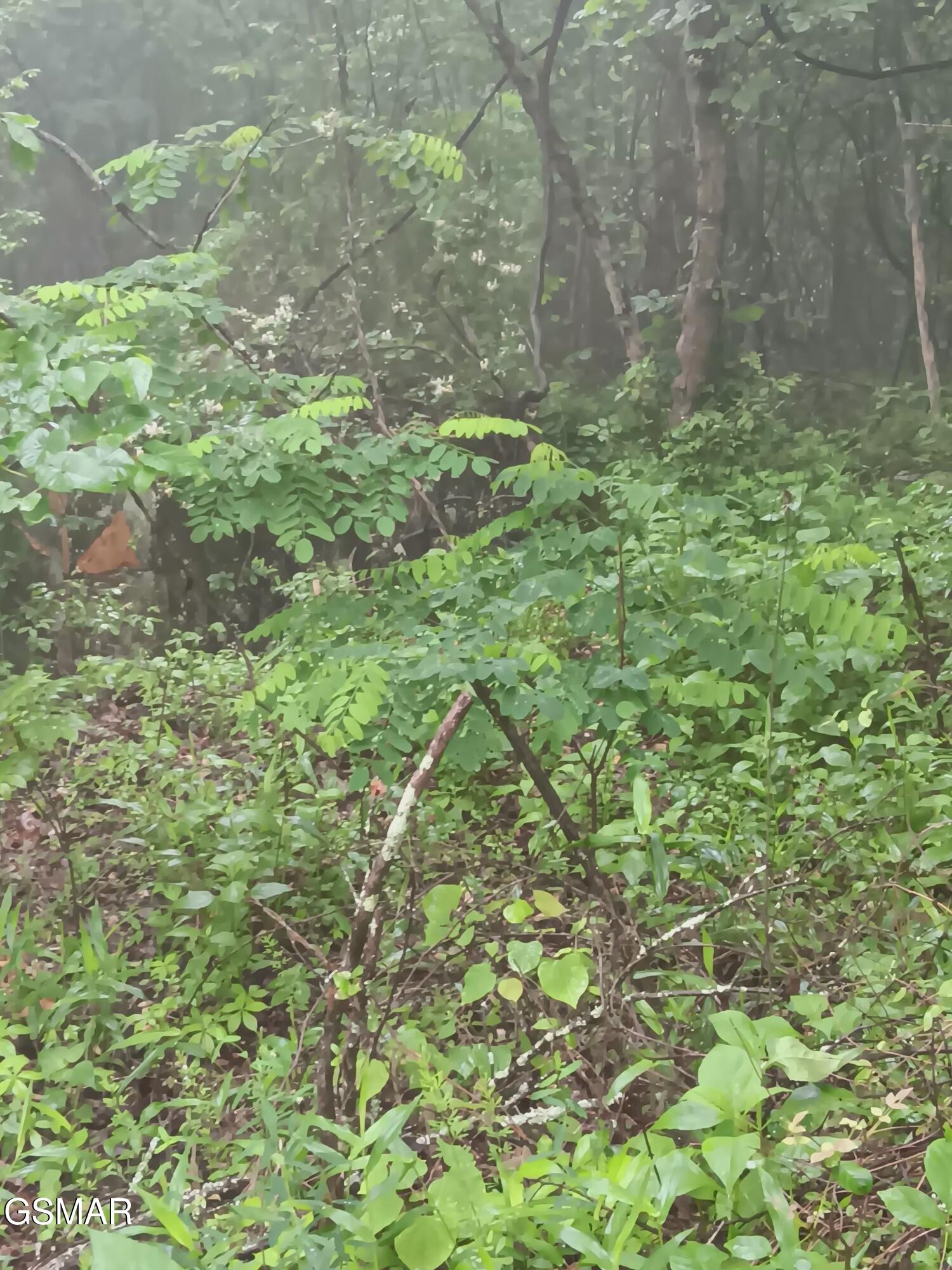 Tbd Highway 31 Mooresburg TN 37811