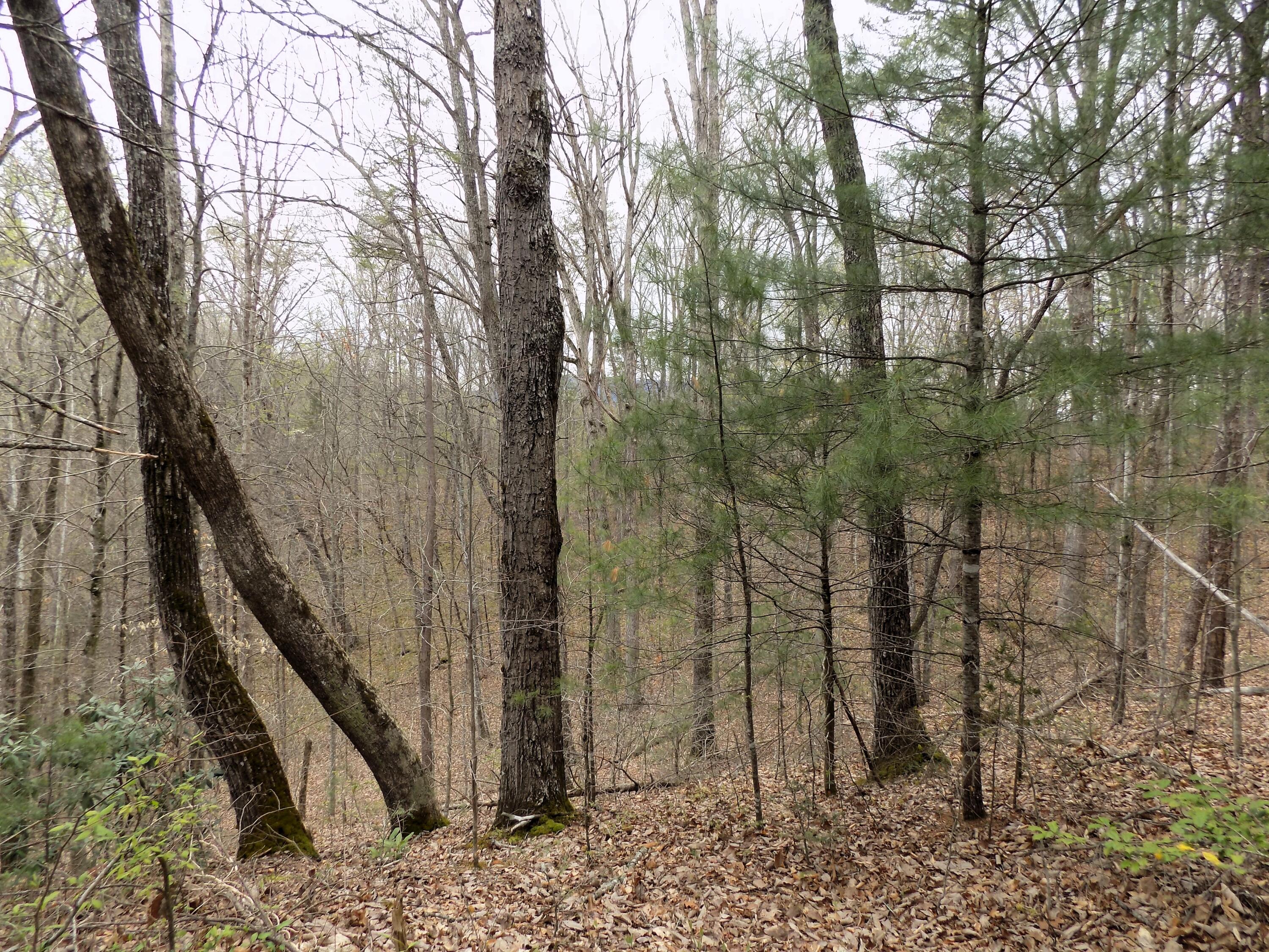 Par 001.08 Mountain Shadow Way Cosby TN 37722