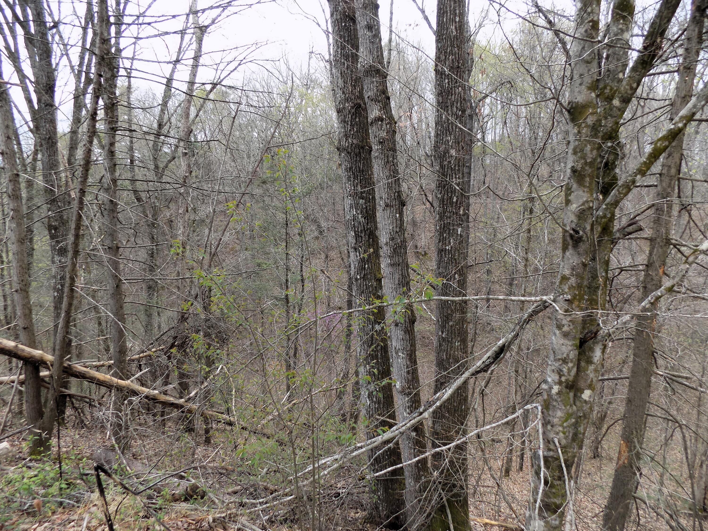 Par 001.08 Mountain Shadow Way Cosby TN 37722