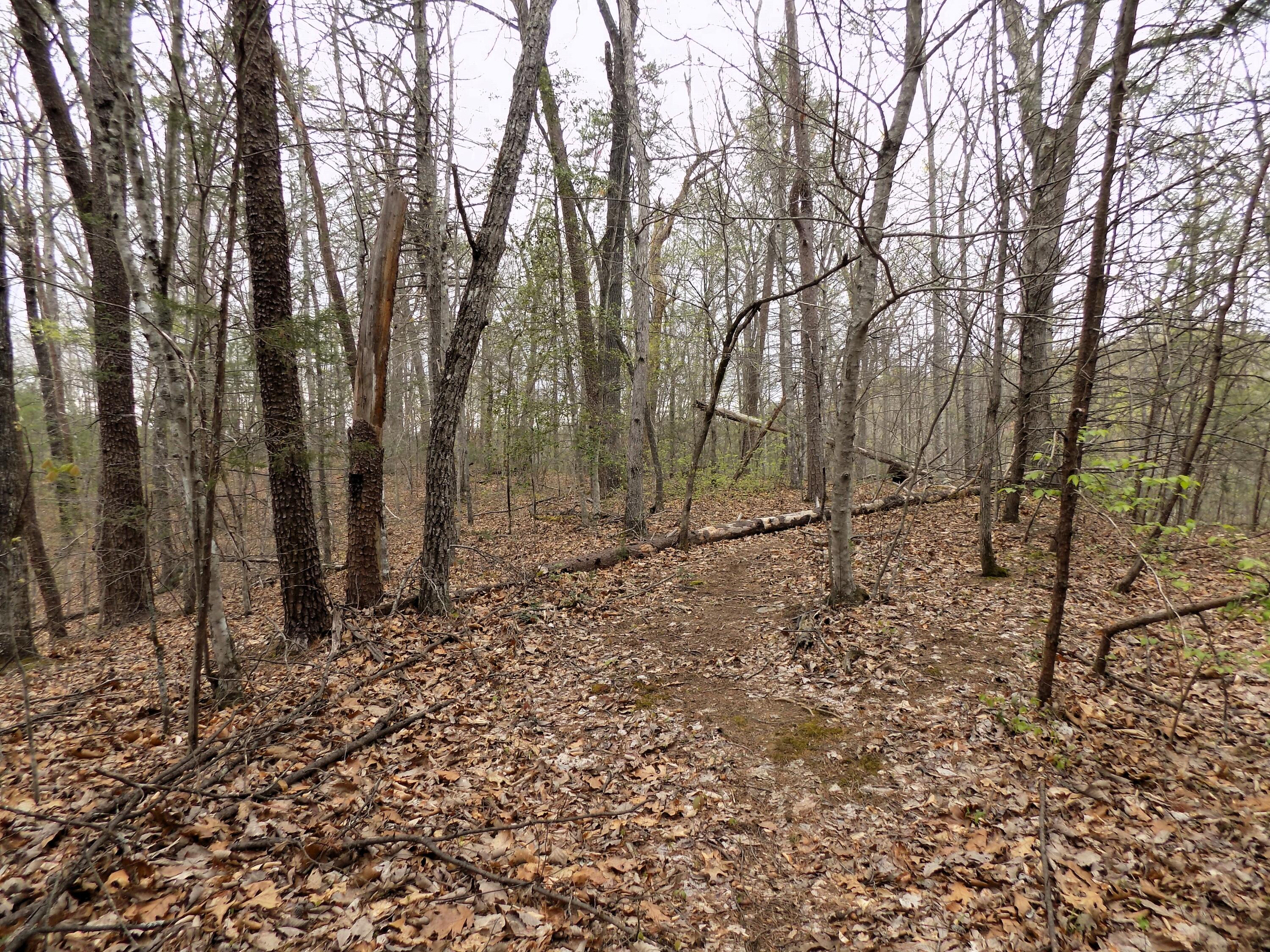 Par 001.08 Mountain Shadow Way Cosby TN 37722
