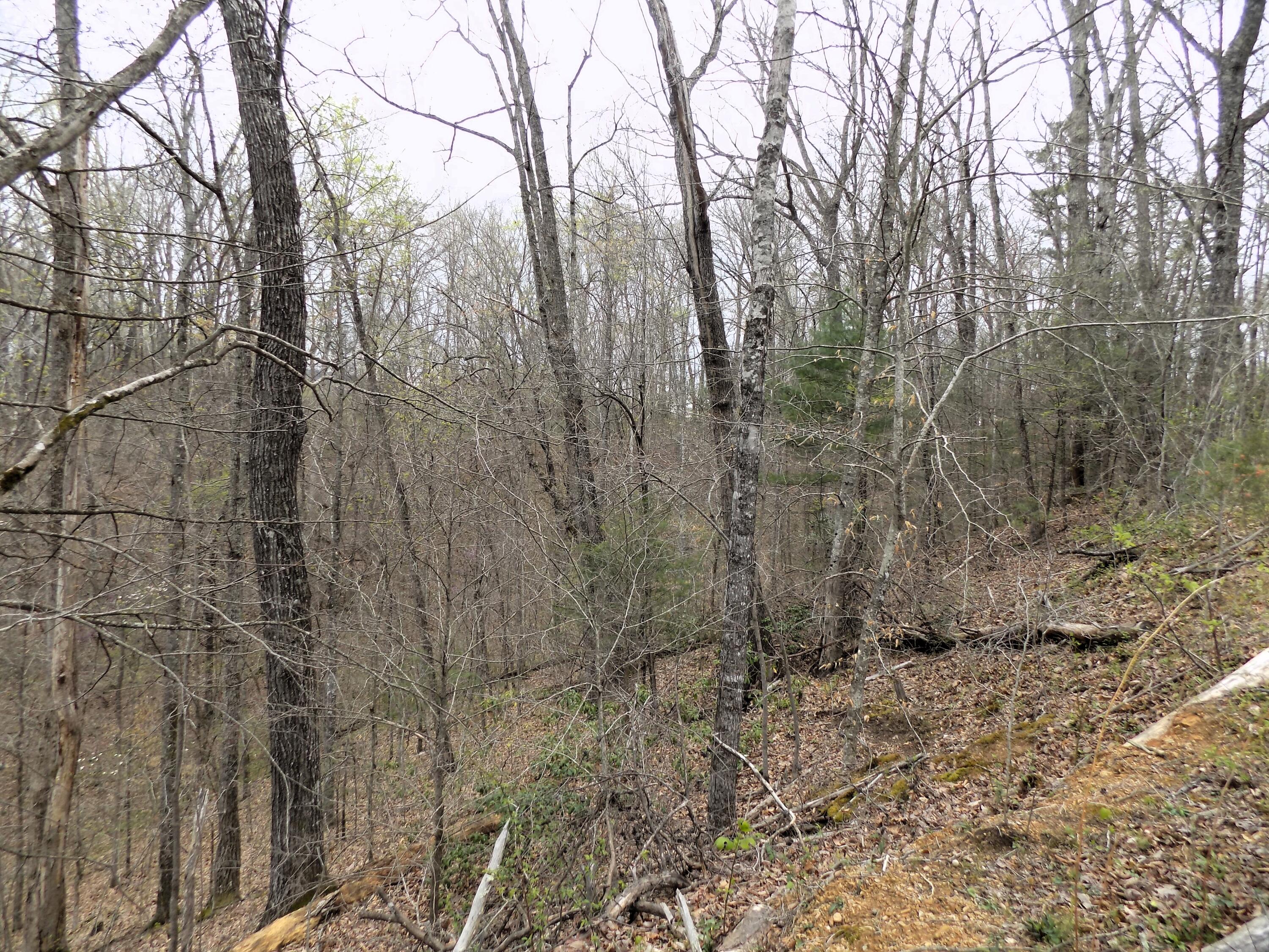 Par 001.08 Mountain Shadow Way Cosby TN 37722