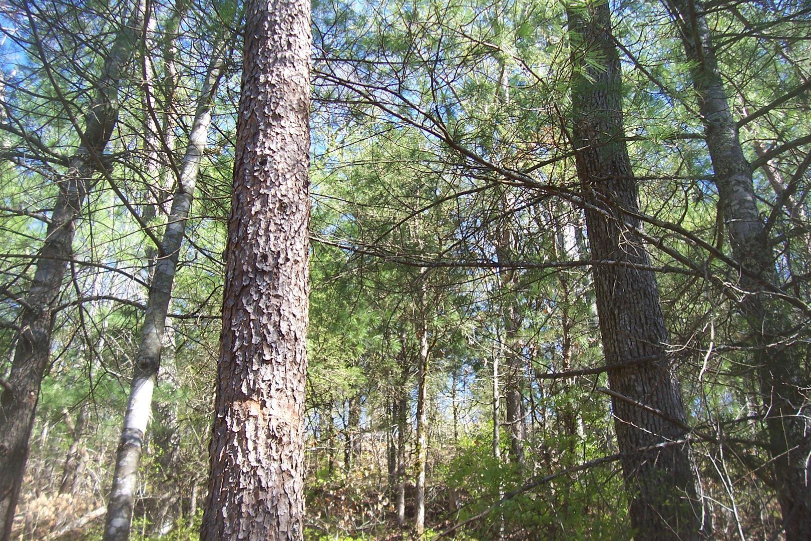 Lot 20 Scott Street Sevierville TN 37876