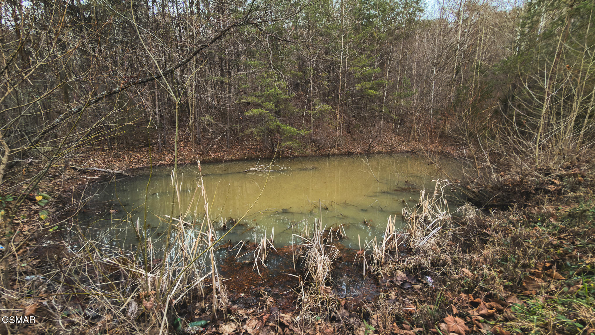 1655 Lester Whitt Road Rutledge TN 37861