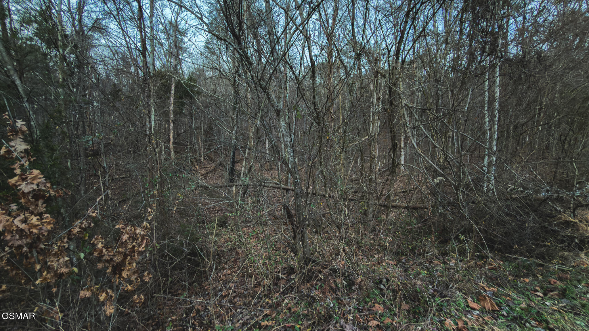 1655 Lester Whitt Road Rutledge TN 37861