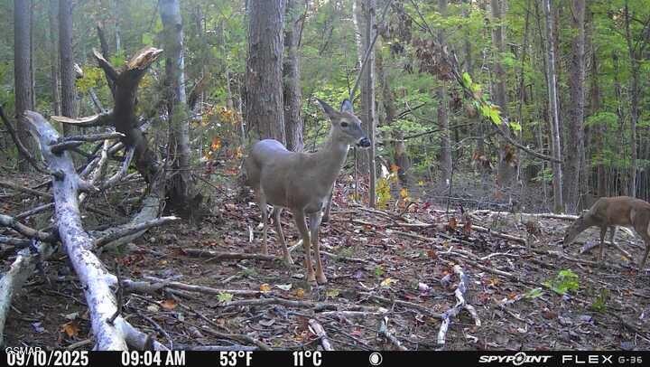 1655 Lester Whitt Road Rutledge TN 37861