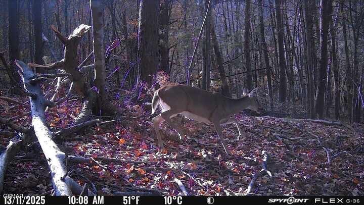1655 Lester Whitt Road Rutledge TN 37861