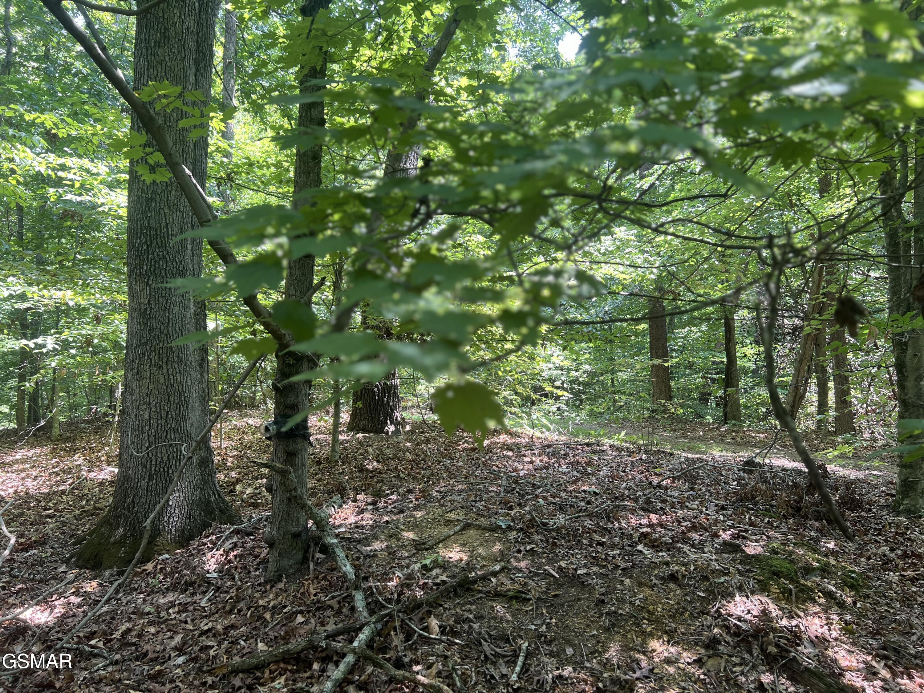0 Sunny Court Baneberry TN 37890