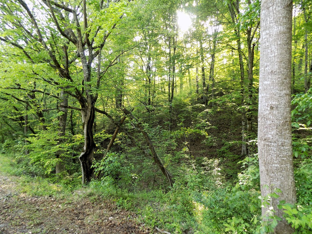 Par 023.04 Driftwood Road Cosby TN 37722