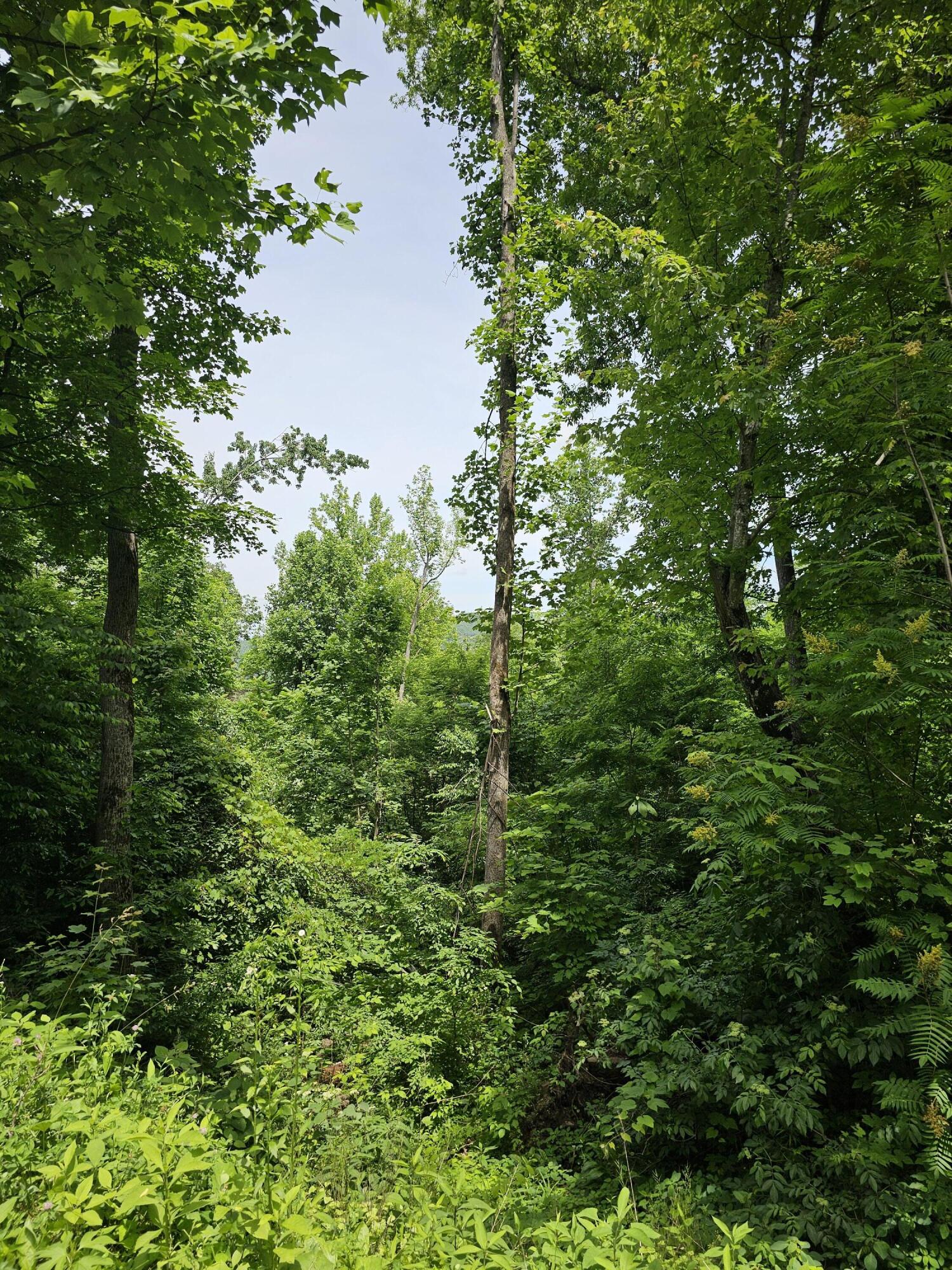 535 Forest Springs Drive Gatlinburg TN 37738