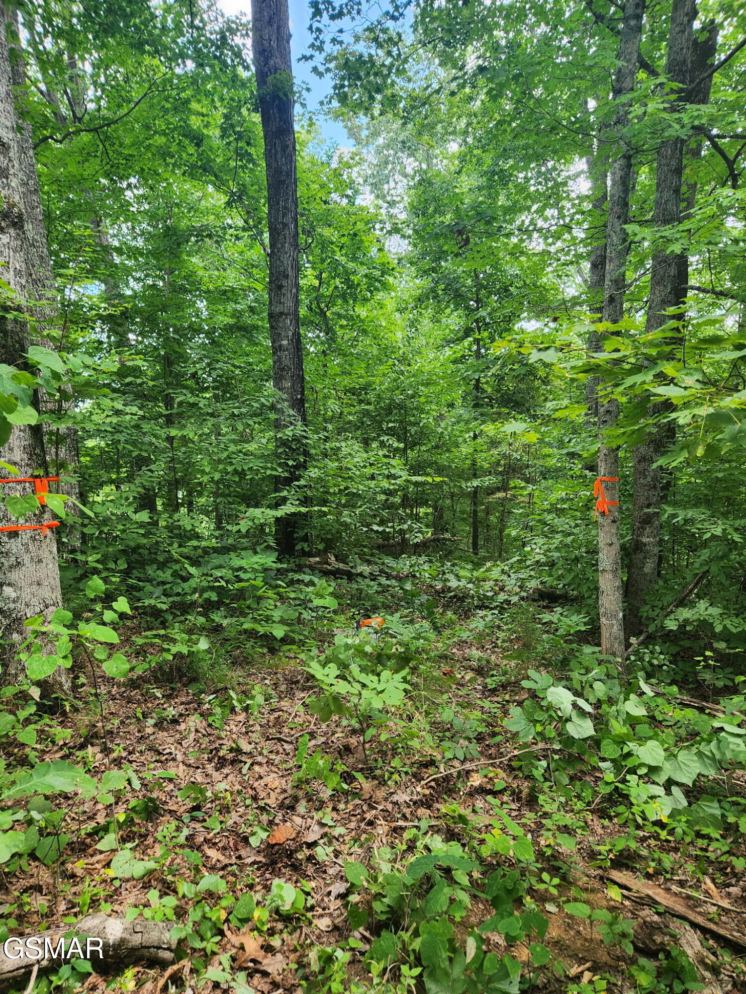 0 Lower Rinehart Road Dandridge TN 37725