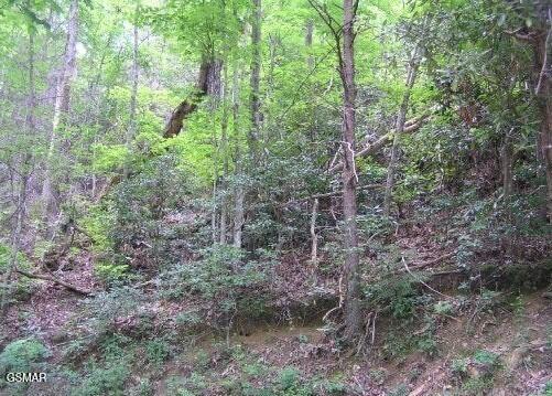 329 Silverbell Lane Gatlinburg TN 37738