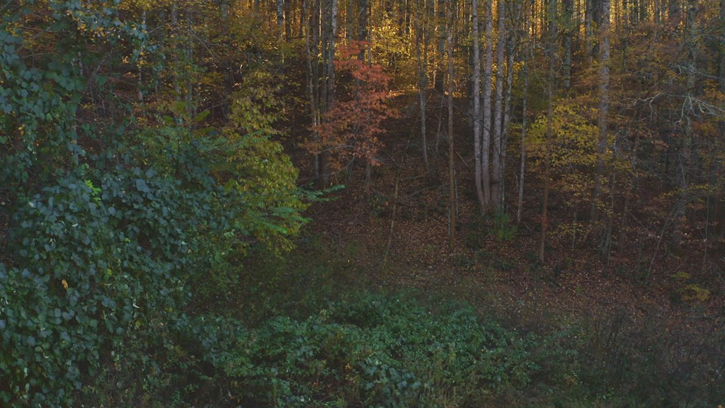 410 Seay Hollow Road Del Rio TN 37727