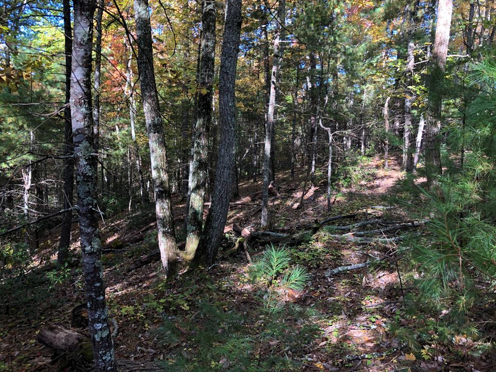 410 Seay Hollow Road Del Rio TN 37727