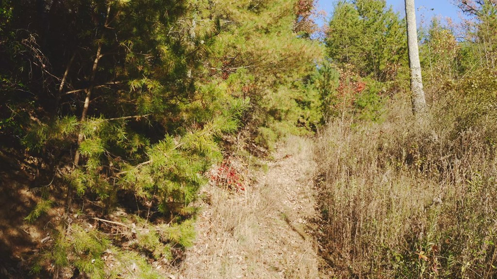410 Seay Hollow Road Del Rio TN 37727