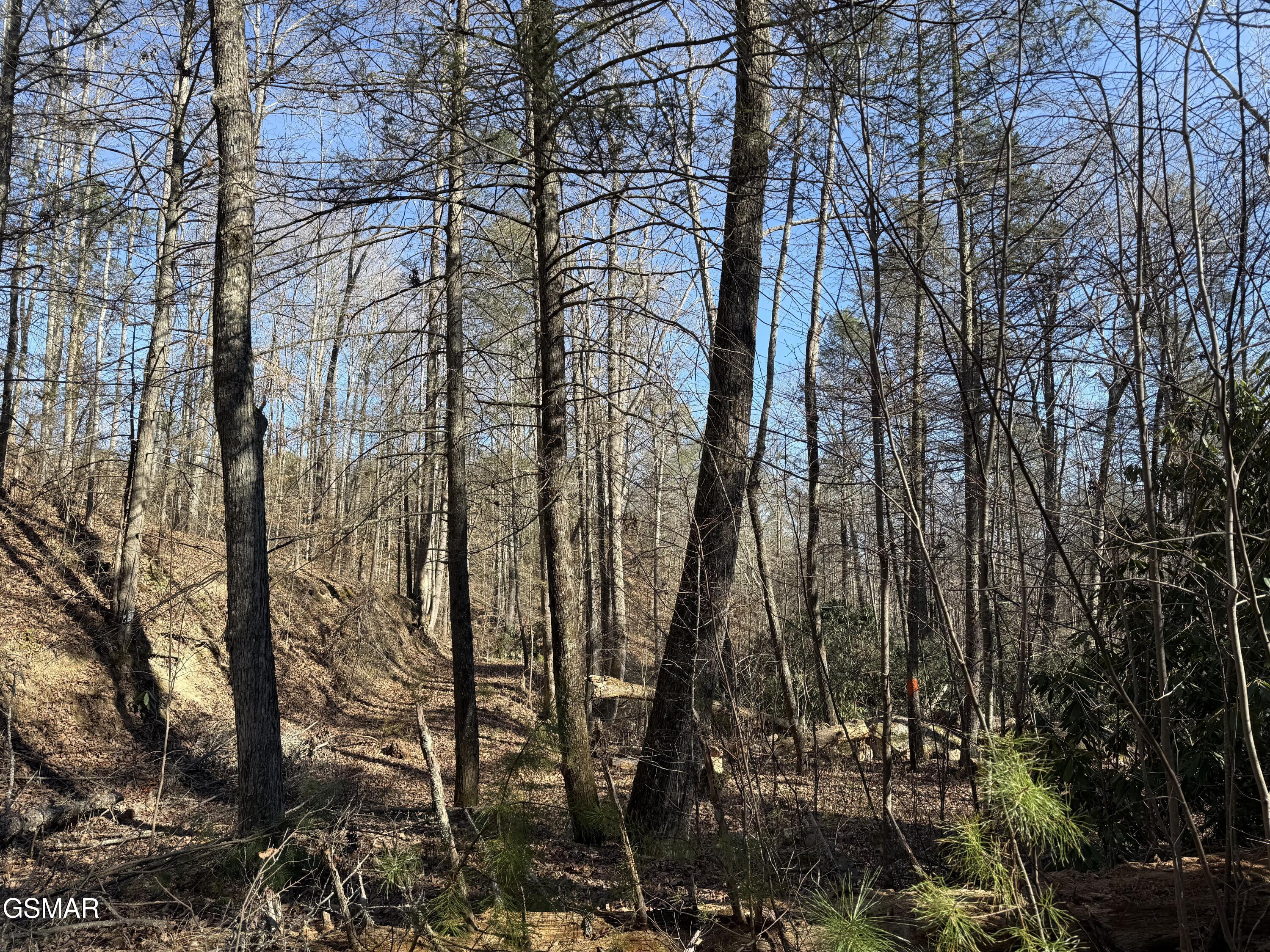 805 Bogard Creek Road Cosby TN 37722