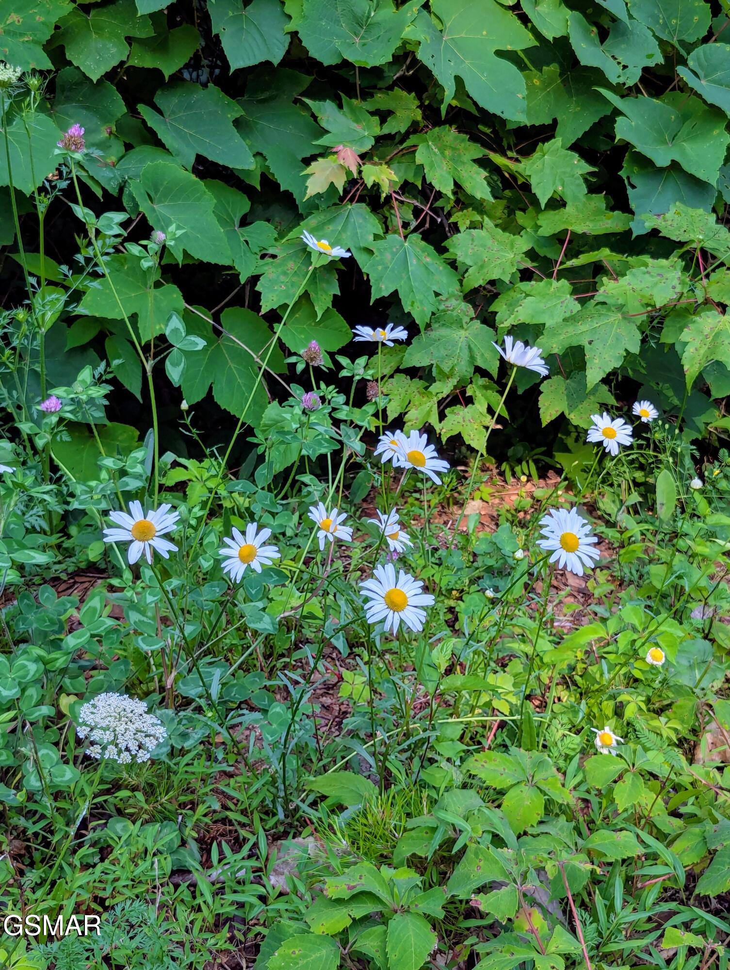 Lot 36r Grouse Ridge Lane Sevierville TN 37862