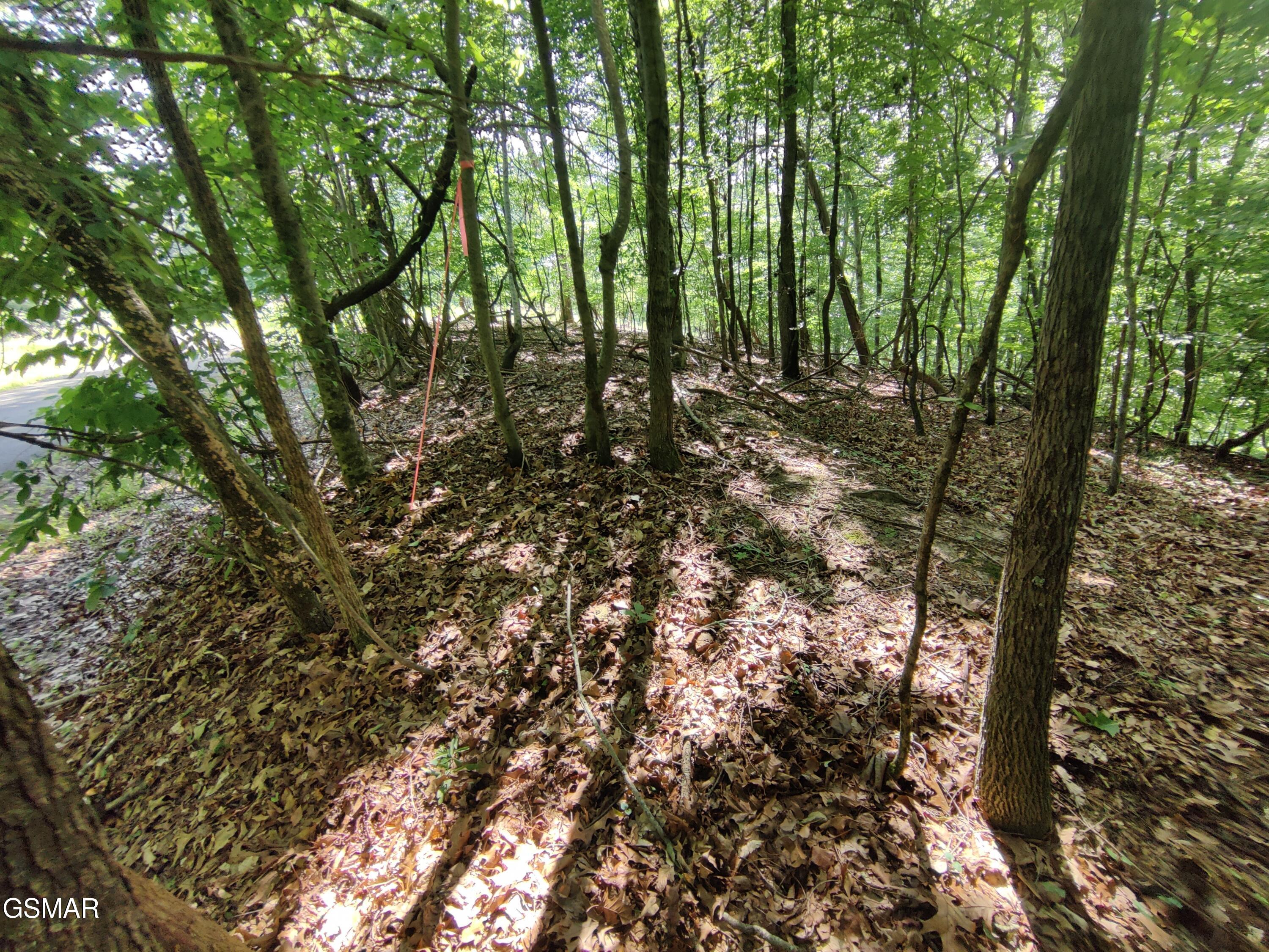 3347 Mountain View Lane Baneberry TN 37890