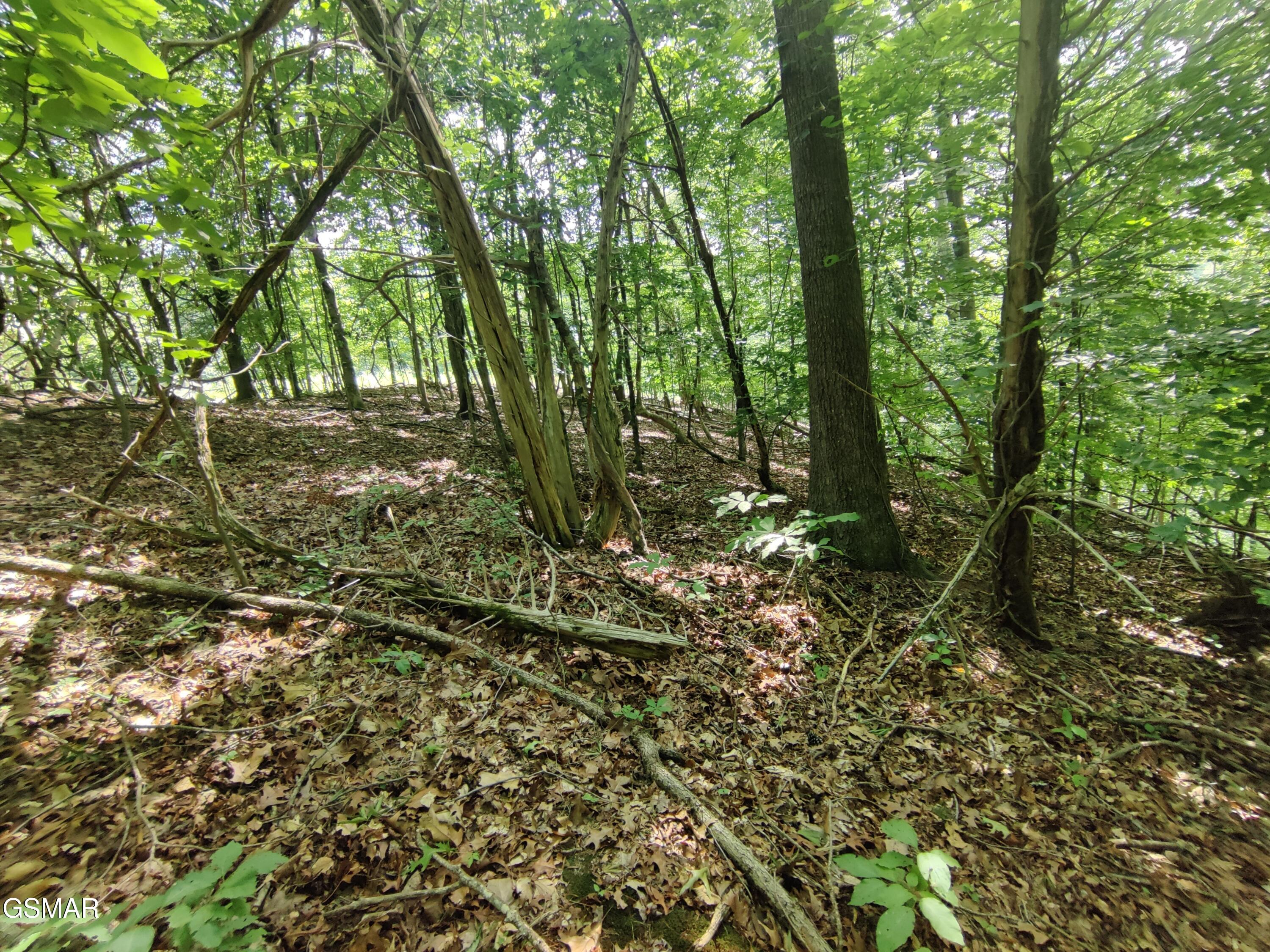 3347 Mountain View Lane Baneberry TN 37890