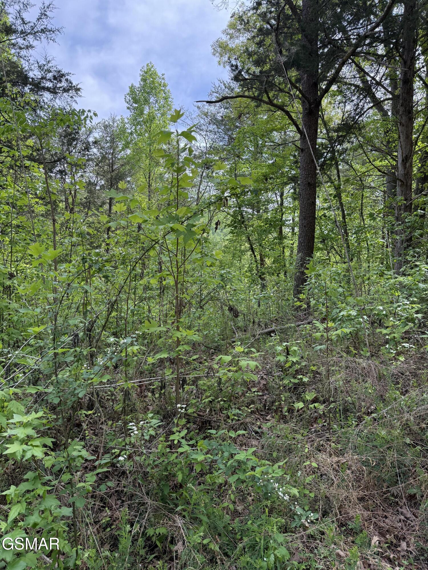 0 Dark Hollow Road Cosby TN 37722