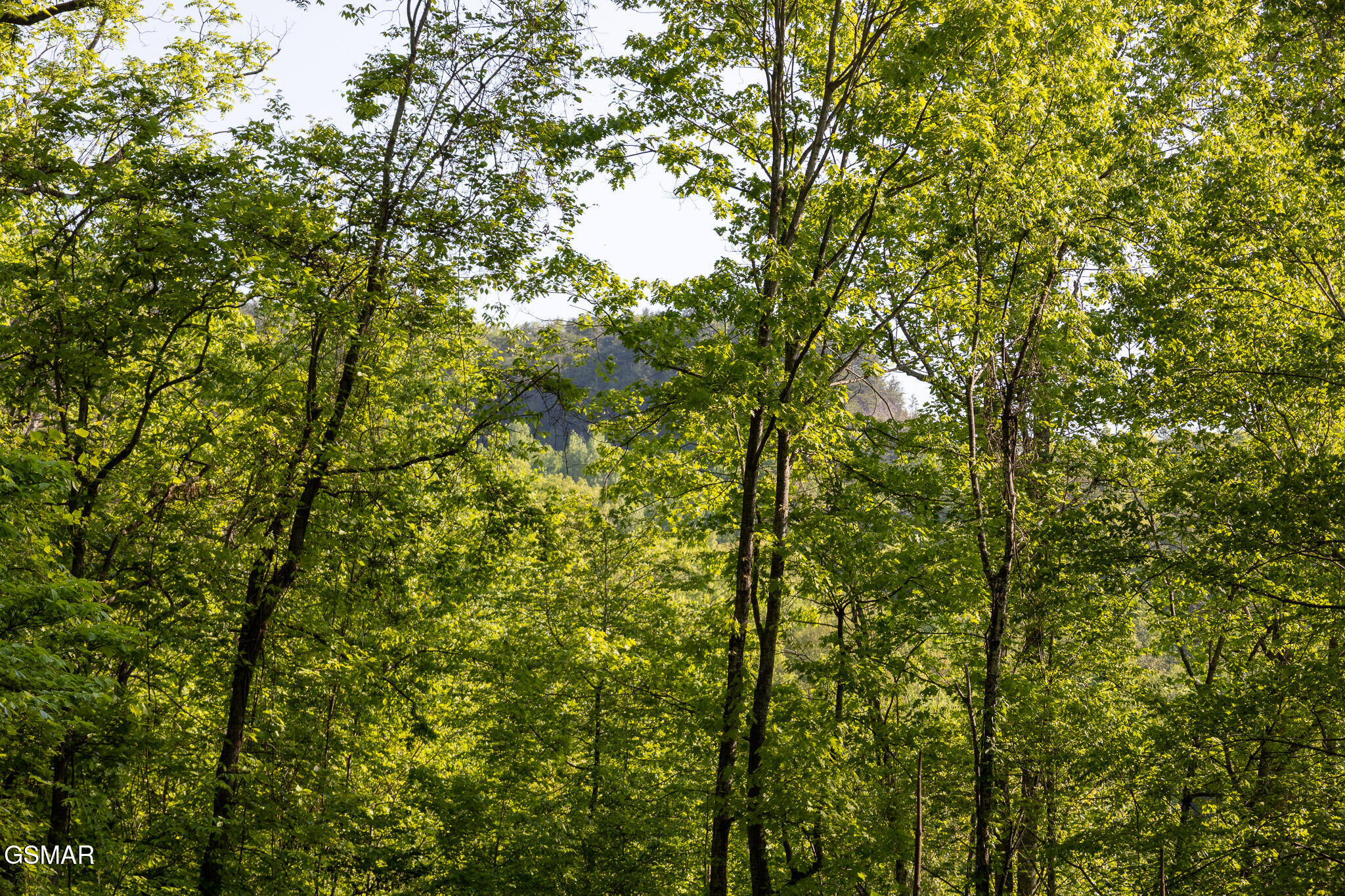 1017/1035 Big Buck Trail Townsend TN 37882