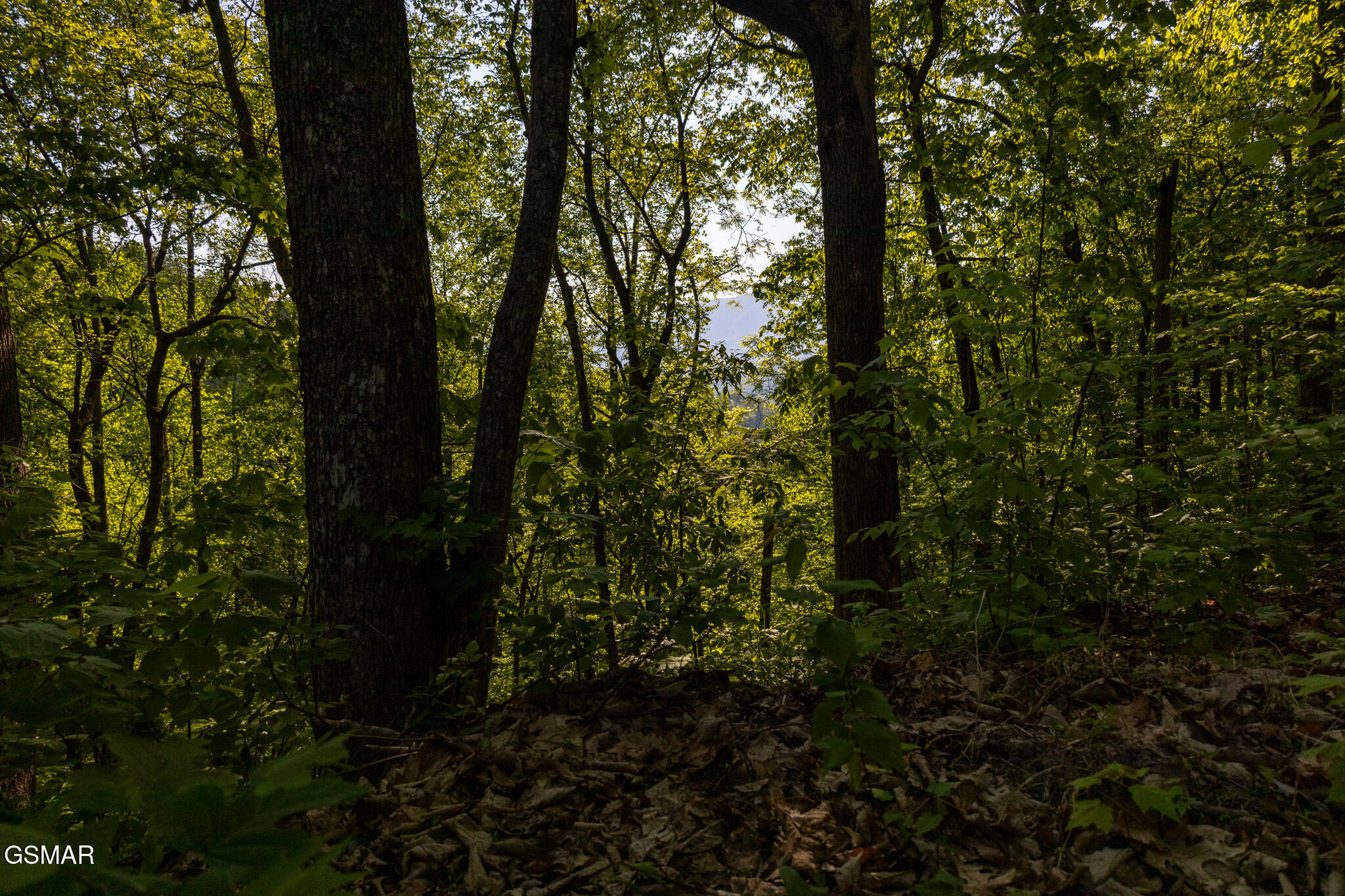 1017/1035 Big Buck Trail Townsend TN 37882