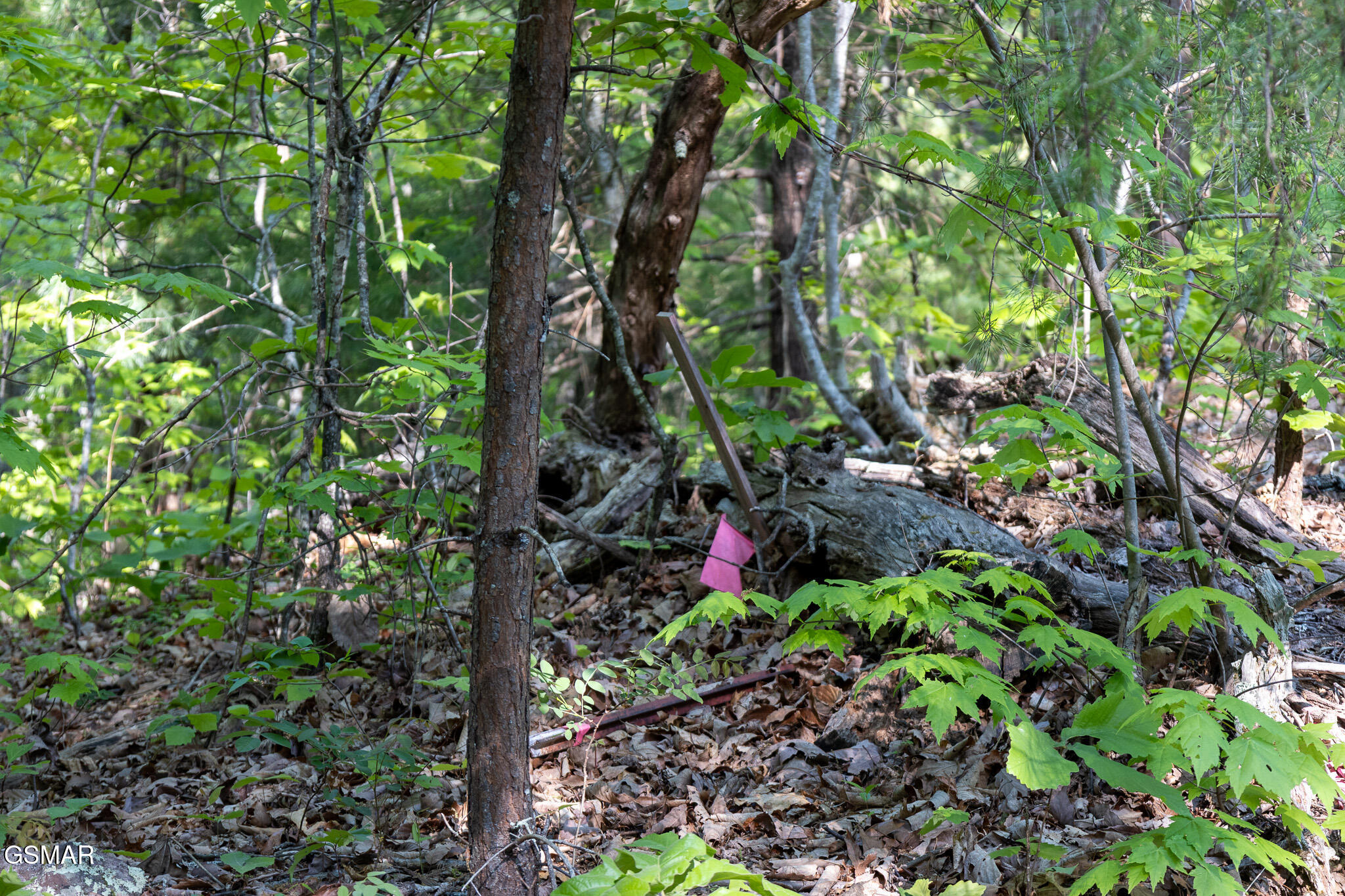 1017/1035 Big Buck Trail Townsend TN 37882