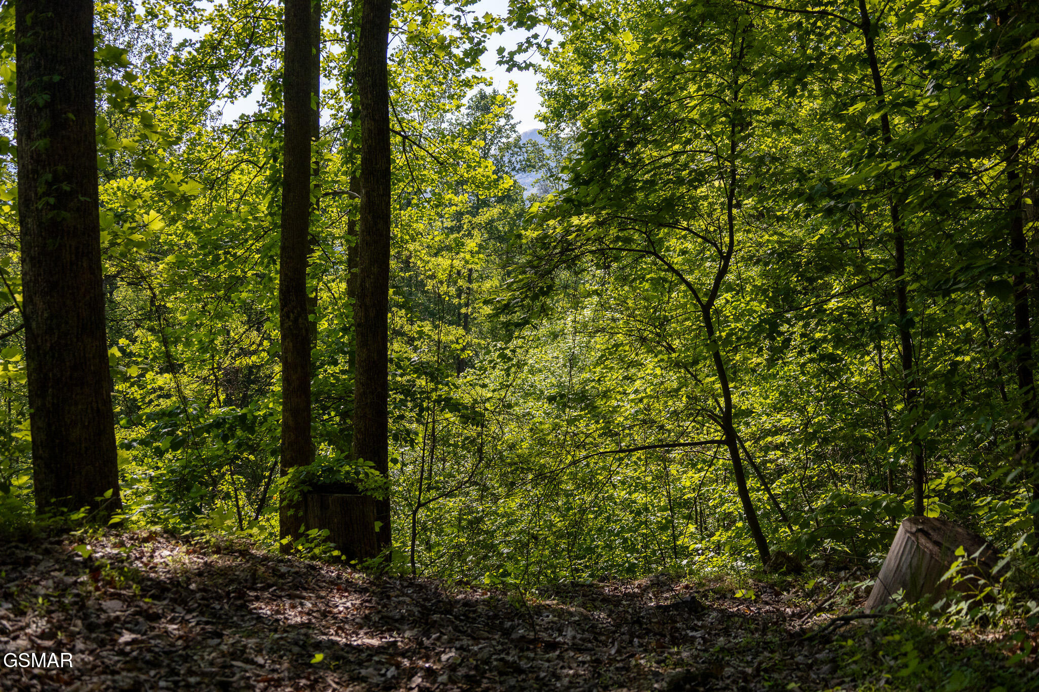 1017/1035 Big Buck Trail Townsend TN 37882