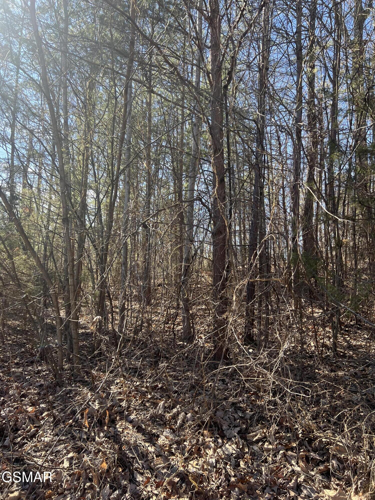 1008 Country Mountain Road Cosby TN 37722