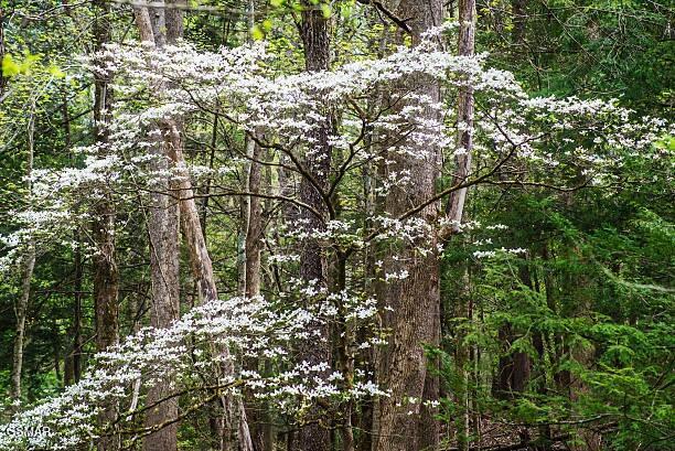 Lot .0001 Stepping Stone Drive Sevierville TN 37862