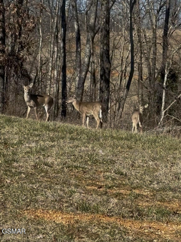 Lot 149 Bridgewater Boulevard Morristown TN 37814