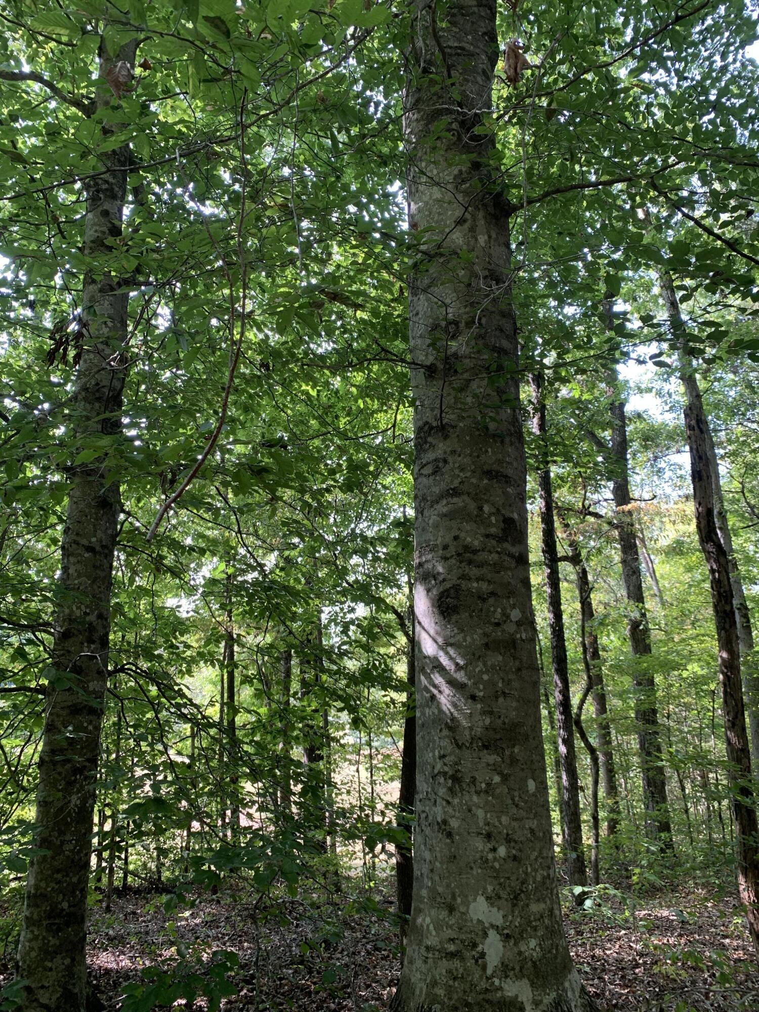 000 Glendale Road Bybee TN 37713