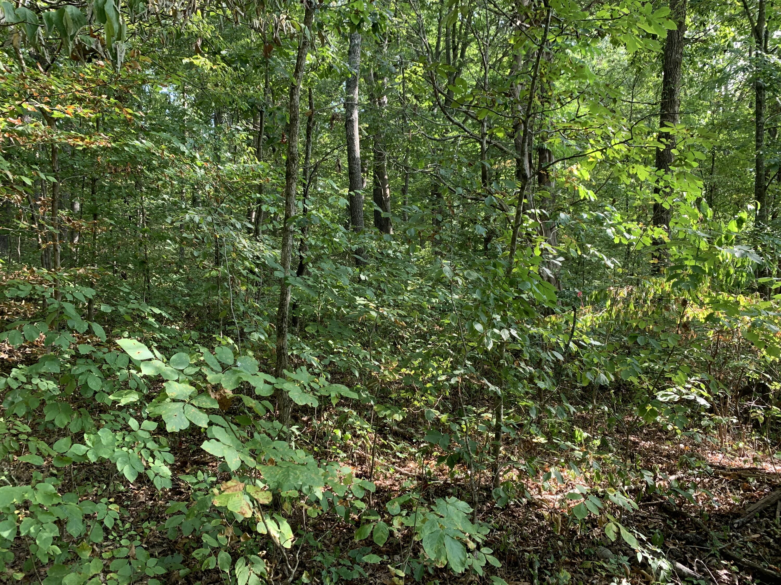 000 Glendale Road Bybee TN 37713