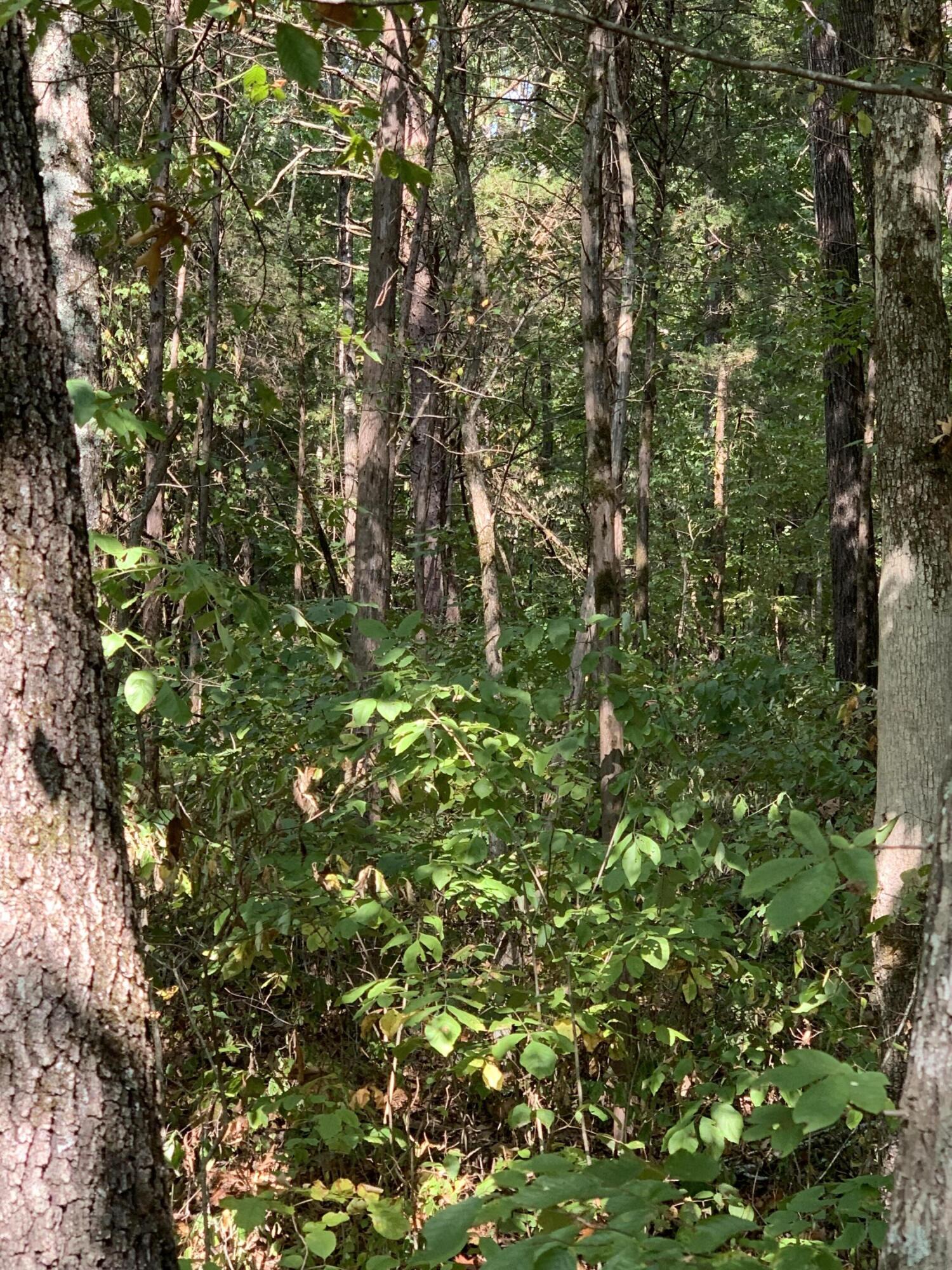 000 Glendale Road Bybee TN 37713
