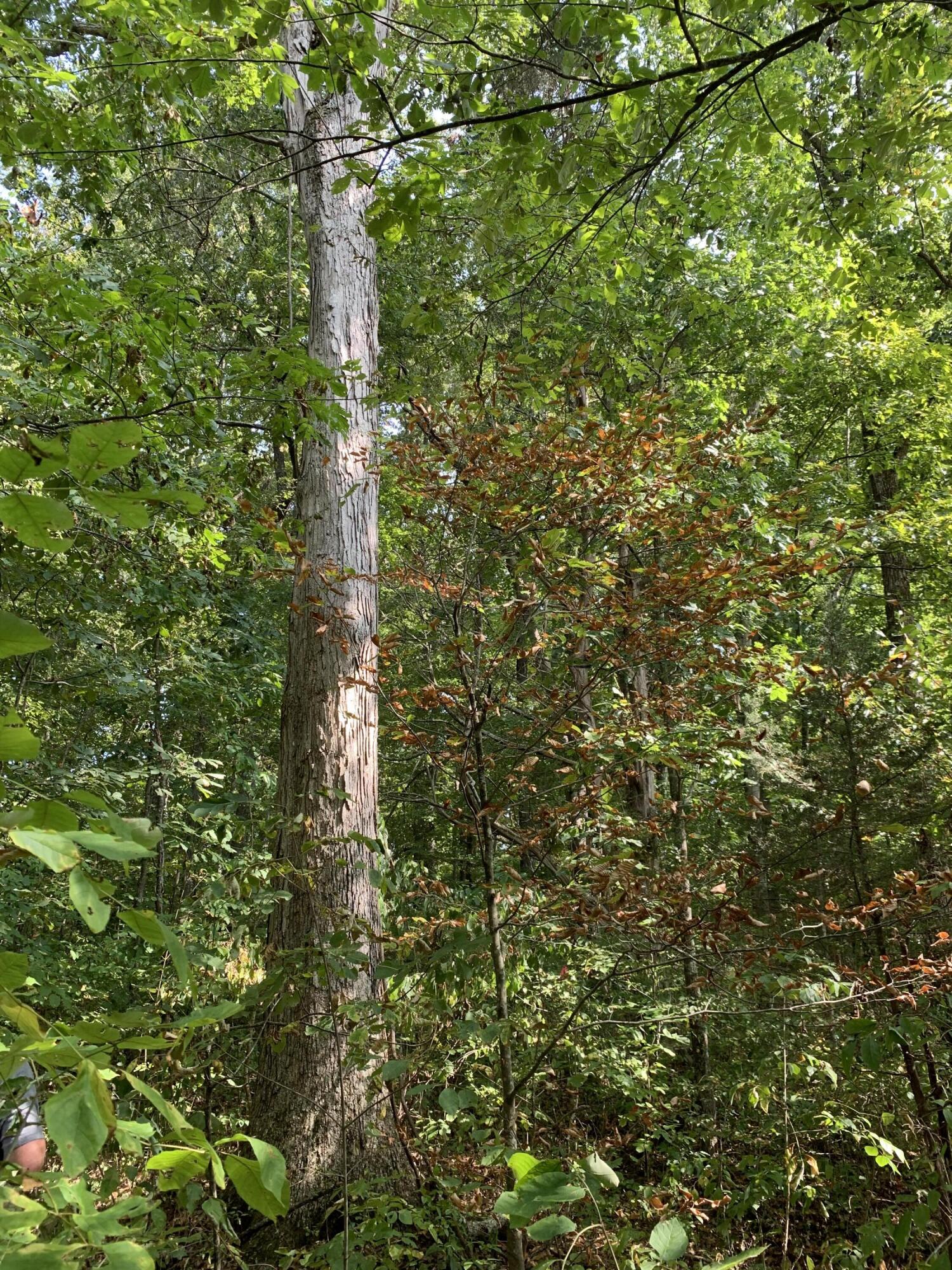 000 Glendale Road Bybee TN 37713