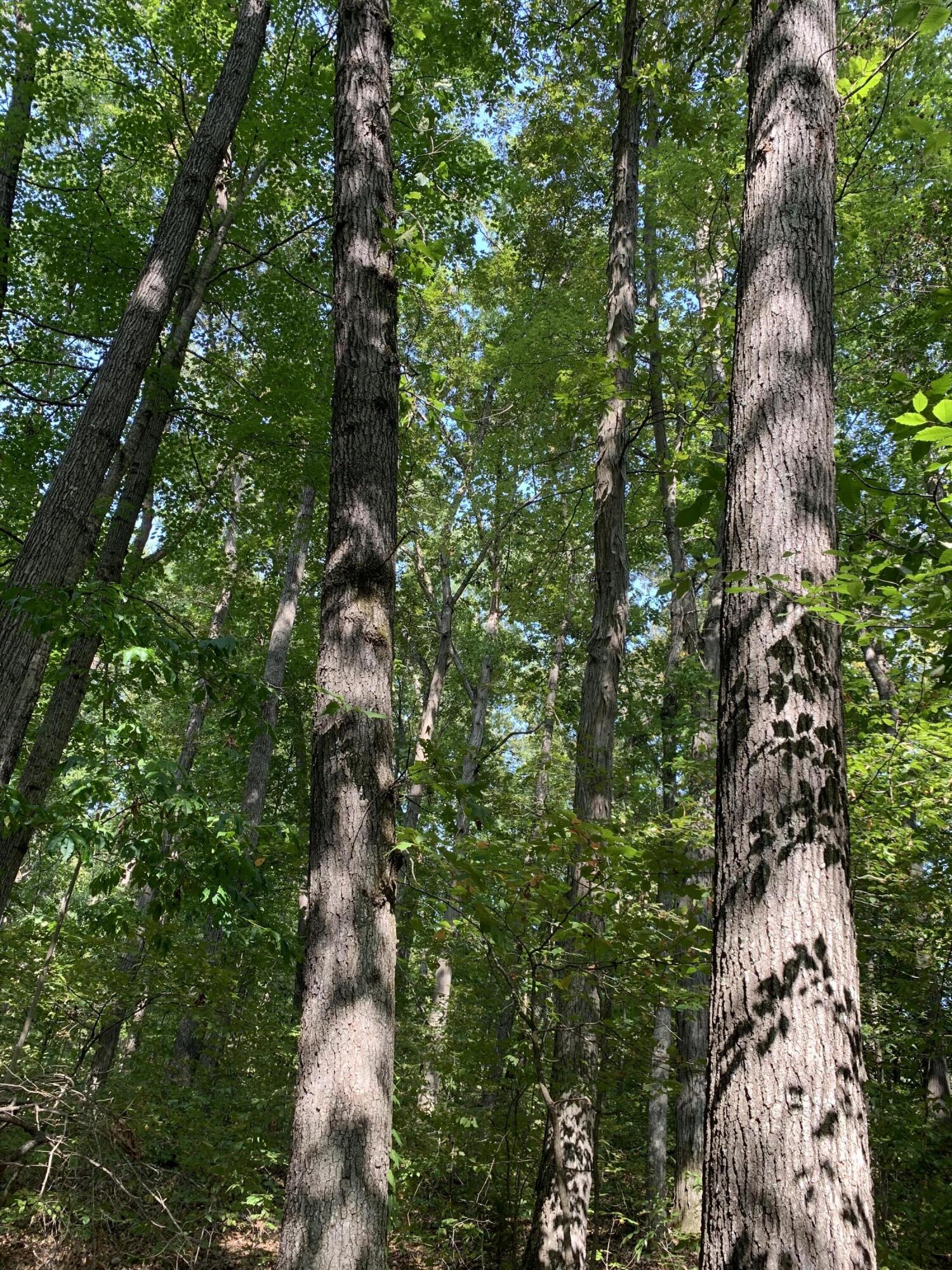 000 Glendale Road Bybee TN 37713