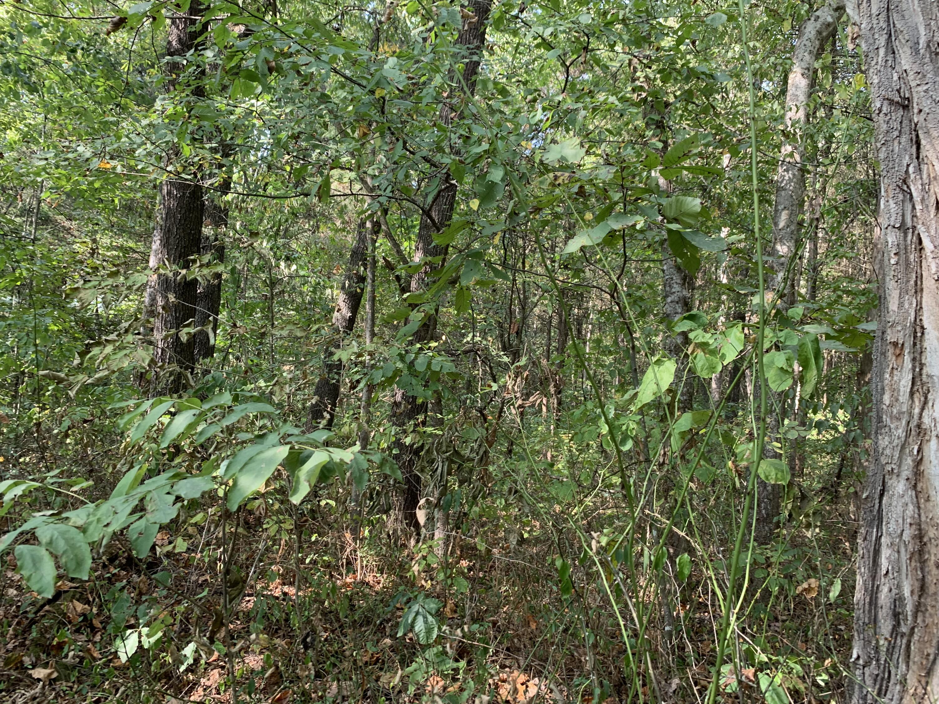 000 Glendale Road Bybee TN 37713