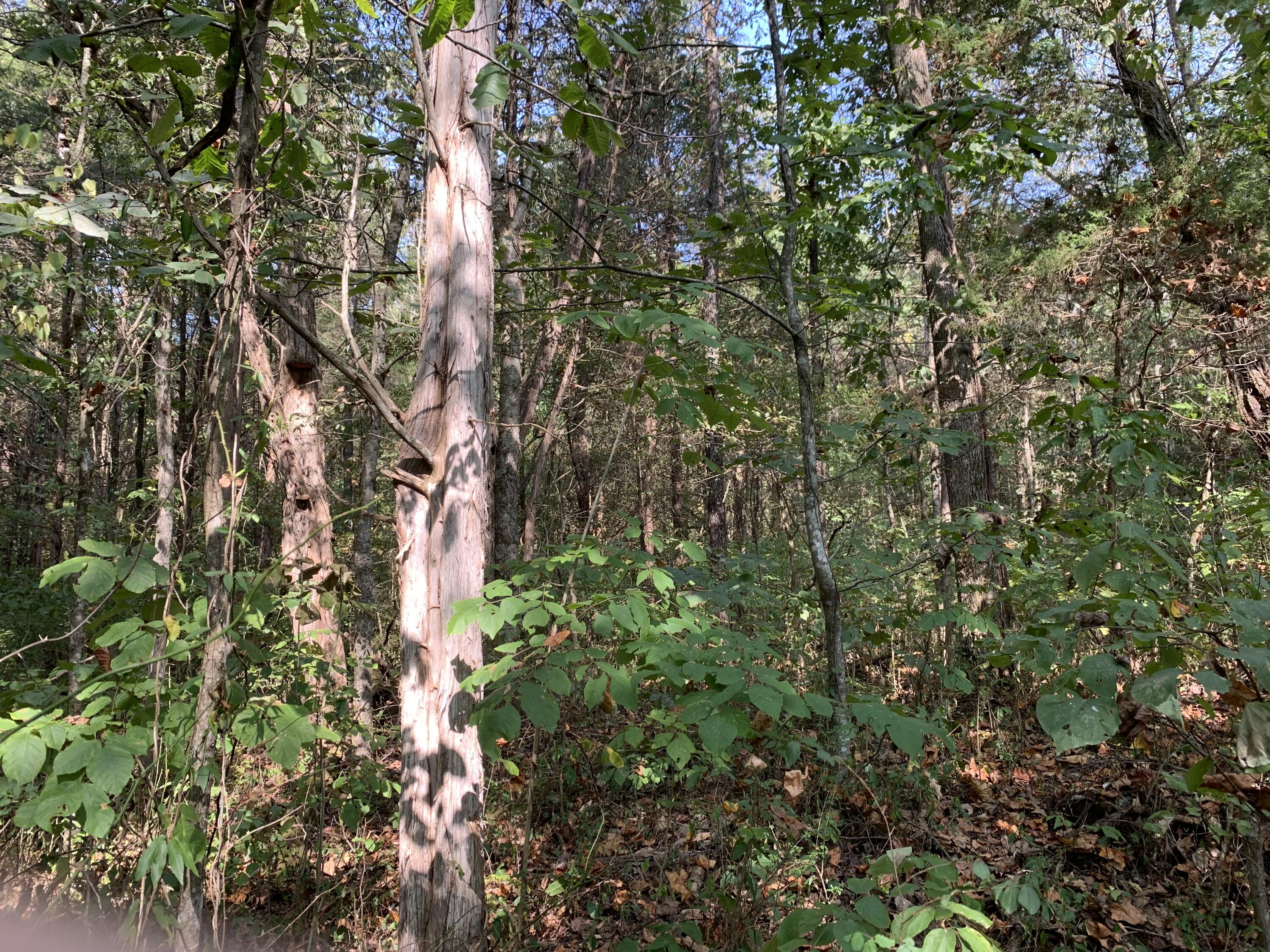 000 Glendale Road Bybee TN 37713