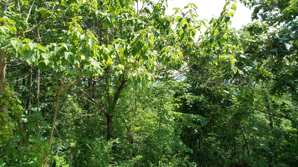 Lot 118 Settlers View Lane Sevierville TN 37862