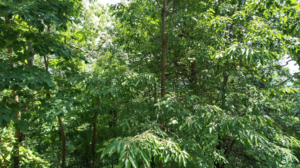 Lot 118 Settlers View Lane Sevierville TN 37862