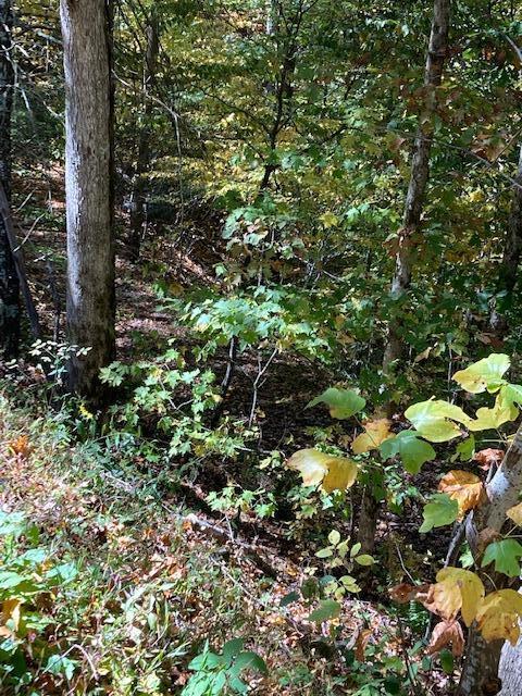 00 Laurel Road Townsend TN 37882