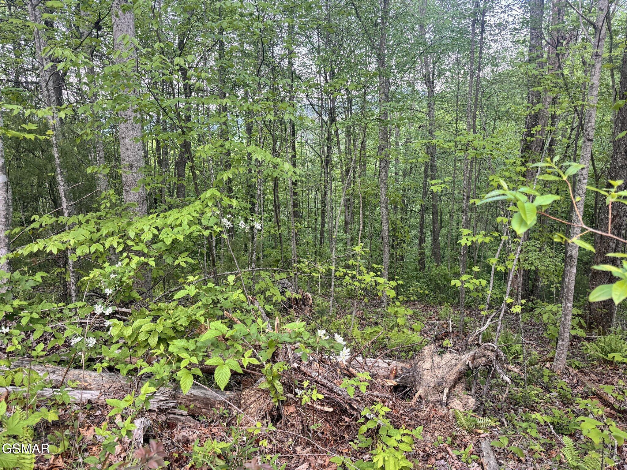 Lot 41 Black Maple Way Del Rio TN 37727