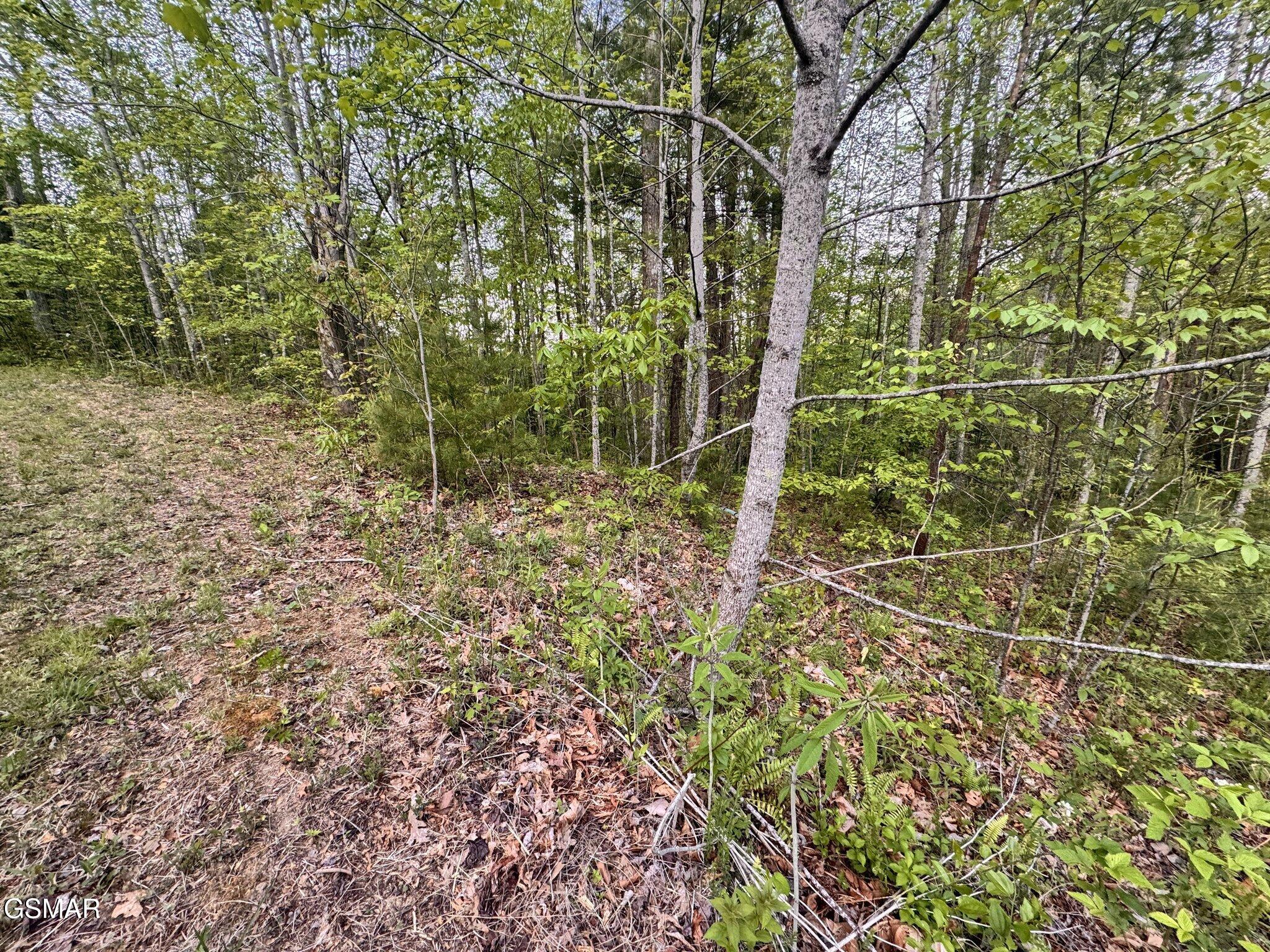 Lot 41 Black Maple Way Del Rio TN 37727