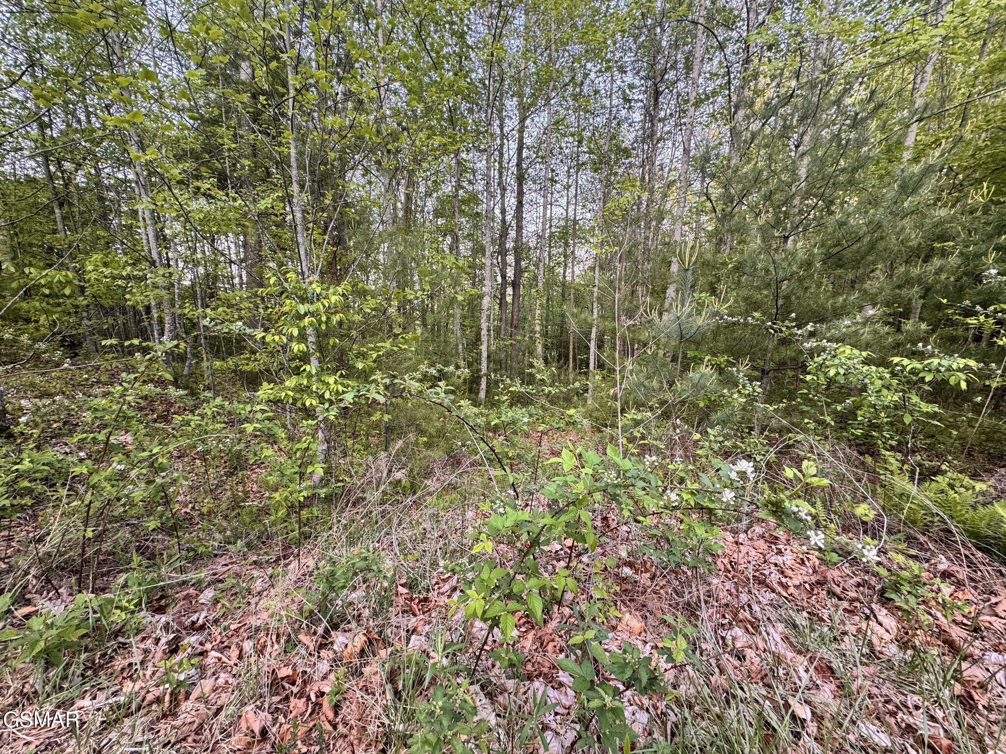 Lot 41 Black Maple Way Del Rio TN 37727